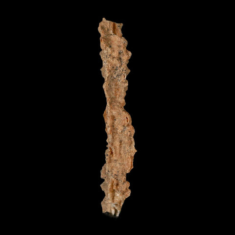 3.6" Fulgurite Petrified Lighting Strike Glass Sahara Desert Algeria - Fossil Age Minerals