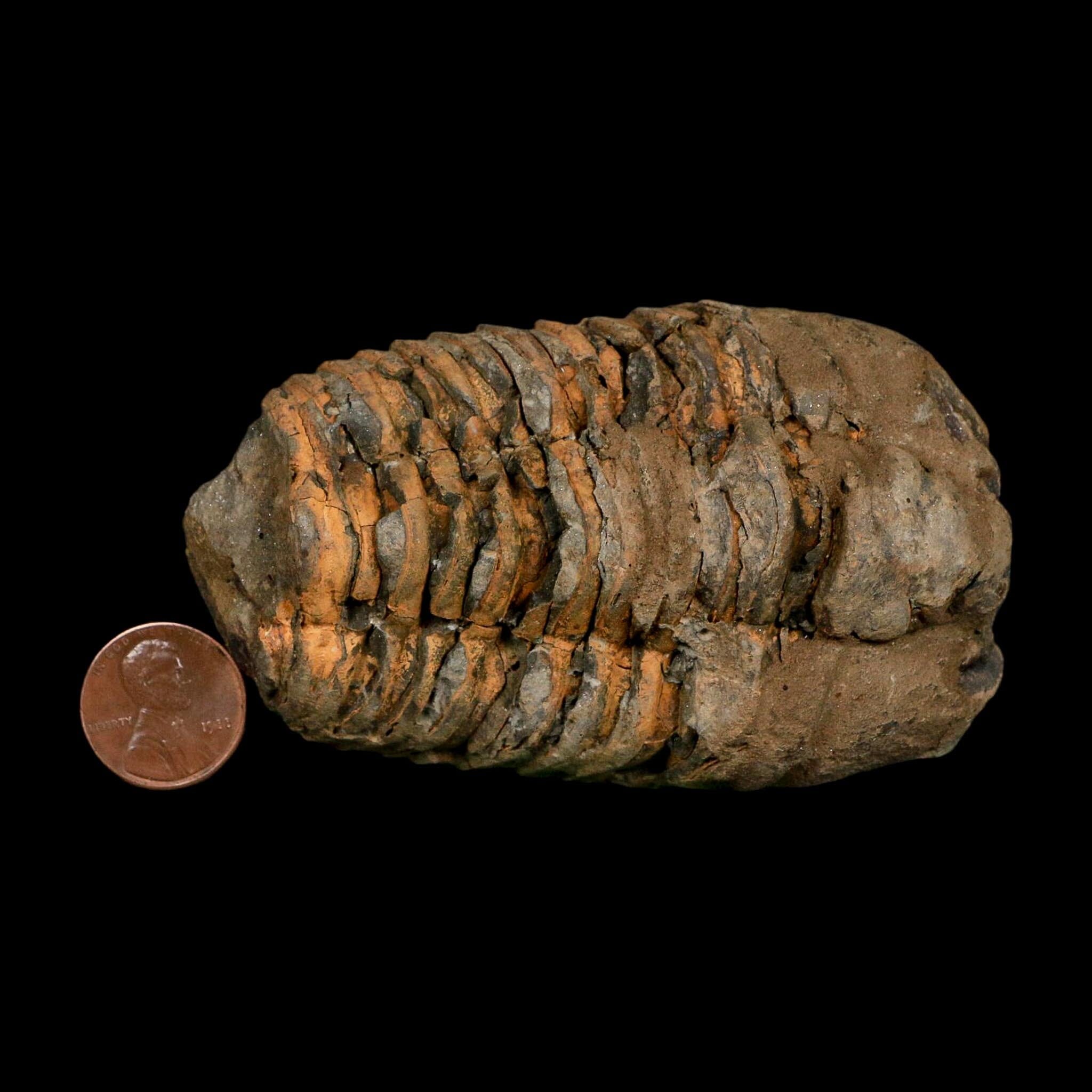 3.5" Flexicalymene Trilobite Fossil Ordovician Age Tazzarine Region Morocco COA - Fossil Age Minerals