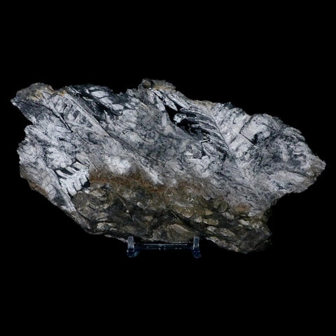 7.8" Alethopteris Fern Plant Leaf Fossil Carboniferous Age Llewellyn FM ST Clair, PA - Fossil Age Minerals