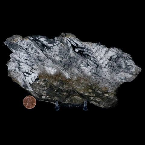 7.8" Alethopteris Fern Plant Leaf Fossil Carboniferous Age Llewellyn FM ST Clair, PA - Fossil Age Minerals
