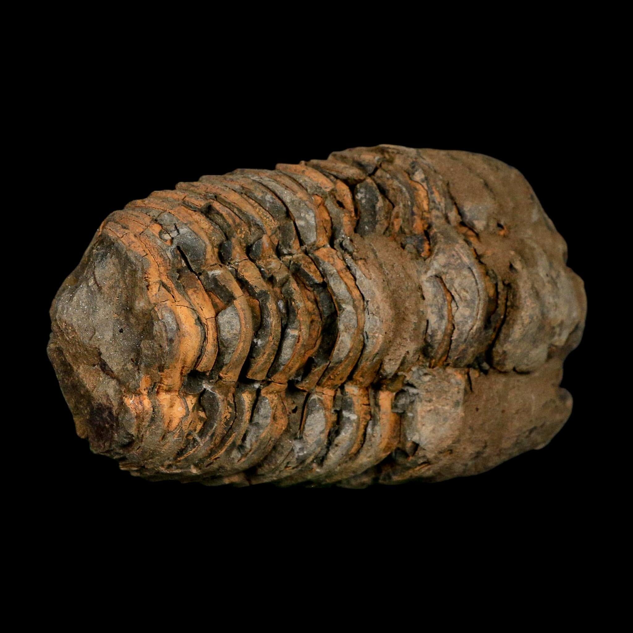 3.5" Flexicalymene Trilobite Fossil Ordovician Age Tazzarine Region Morocco COA - Fossil Age Minerals