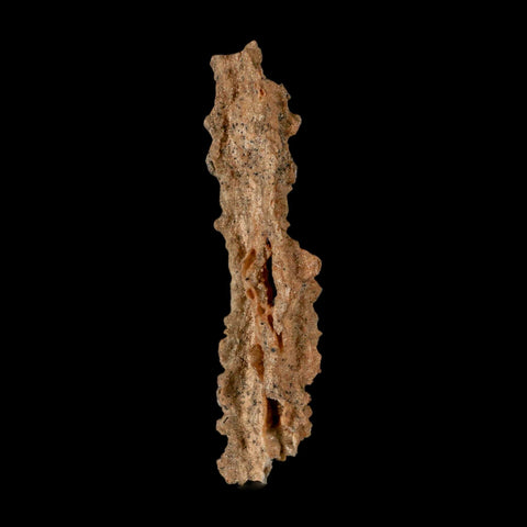 3.6" Fulgurite Petrified Lighting Strike Glass Sahara Desert Algeria - Fossil Age Minerals