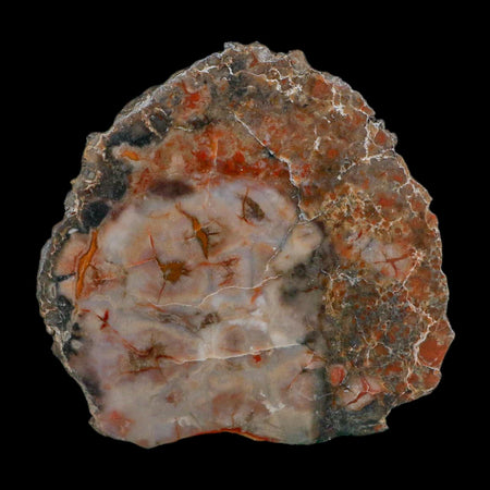 3.7" Dinosaur Coprolite Fossil Polished Slab Specimen Poop Dung Harry Mountain Utah
