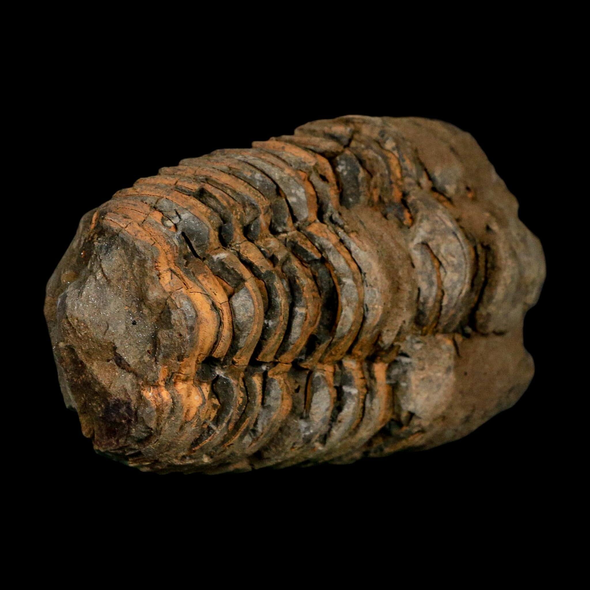3.5" Flexicalymene Trilobite Fossil Ordovician Age Tazzarine Region Morocco COA - Fossil Age Minerals