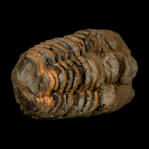3.5" Flexicalymene Trilobite Fossil Ordovician Age Tazzarine Region Morocco COA