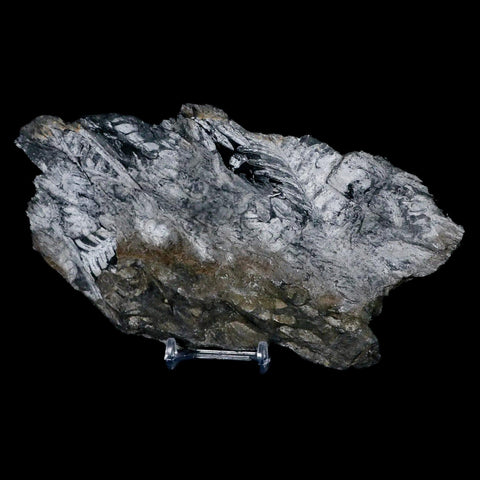 7.8" Alethopteris Fern Plant Leaf Fossil Carboniferous Age Llewellyn FM ST Clair, PA - Fossil Age Minerals