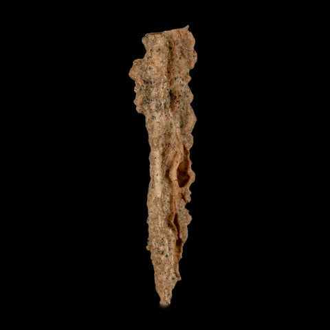 3.6" Fulgurite Petrified Lighting Strike Glass Sahara Desert Algeria - Fossil Age Minerals