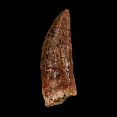XL 3.1" Carcharodontosaurus Serrated Fossil Tooth Cretaceous Theropod Dinosaur COA