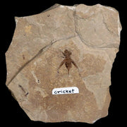 0.7" Detailed Fossil Flying Cricket Insect Green River FM Uintah County UT Eocene Age