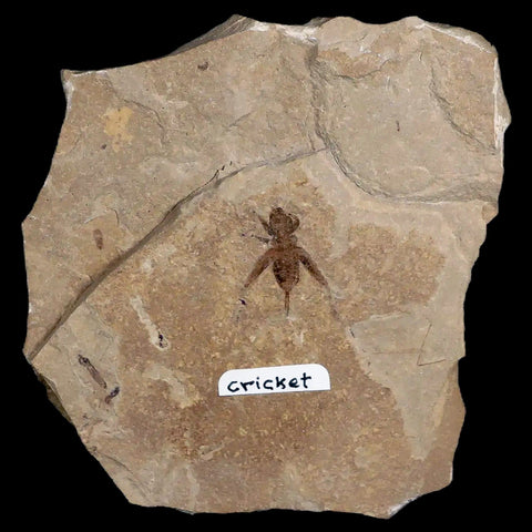 0.7" Detailed Fossil Flying Cricket Insect Green River FM Uintah County UT Eocene Age - Fossil Age Minerals