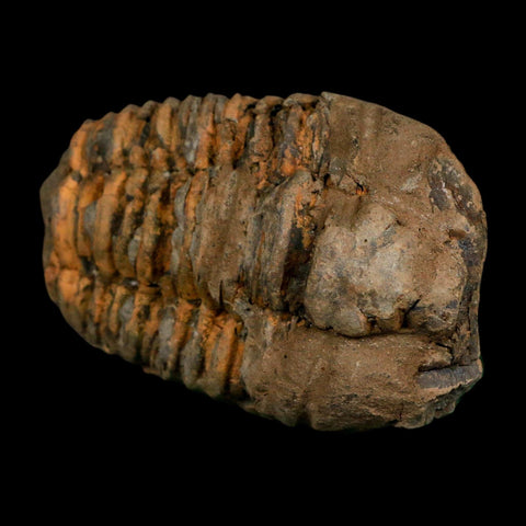 3.5" Flexicalymene Trilobite Fossil Ordovician Age Tazzarine Region Morocco COA
