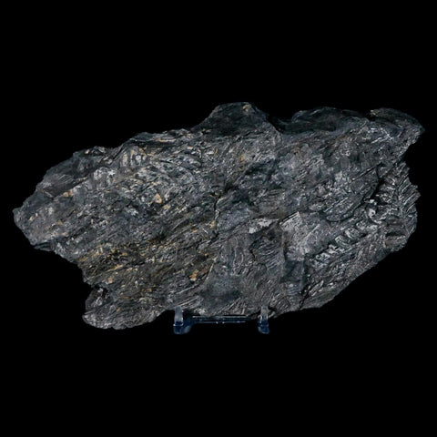 7.8" Alethopteris Fern Plant Leaf Fossil Carboniferous Age Llewellyn FM ST Clair, PA - Fossil Age Minerals