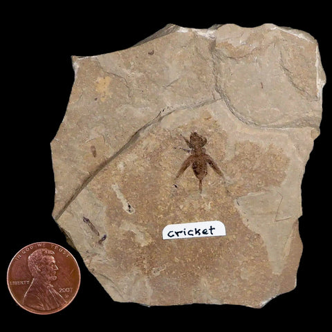 0.7" Detailed Fossil Flying Cricket Insect Green River FM Uintah County UT Eocene Age - Fossil Age Minerals