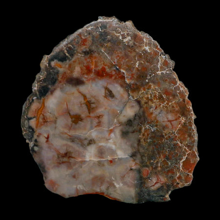 3.7" Dinosaur Coprolite Fossil Polished Slab Specimen Poop Dung Harry Mountain Utah