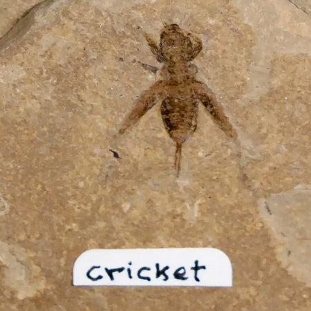 0.7" Detailed Fossil Flying Cricket Insect Green River FM Uintah County UT Eocene Age