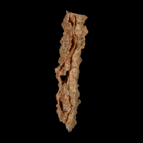 3.6" Fulgurite Petrified Lighting Strike Glass Sahara Desert Algeria - Fossil Age Minerals