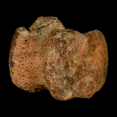 2.3" Triceratops Fossil Vertebrae Bone Lance Creek FM Cretaceous Dinosaur WY COA