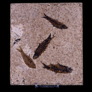 4 Four Knightia Eocaena Fossil Fish Green River FM WY Eocene Age COA & Stand