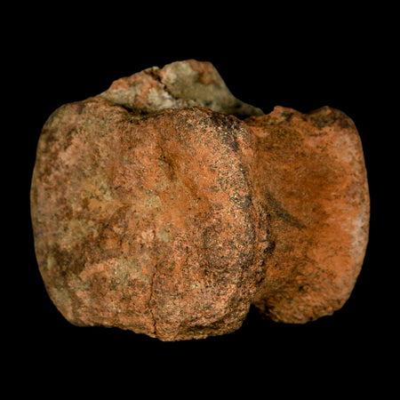 2.3" Triceratops Fossil Vertebrae Bone Lance Creek FM Cretaceous Dinosaur WY COA