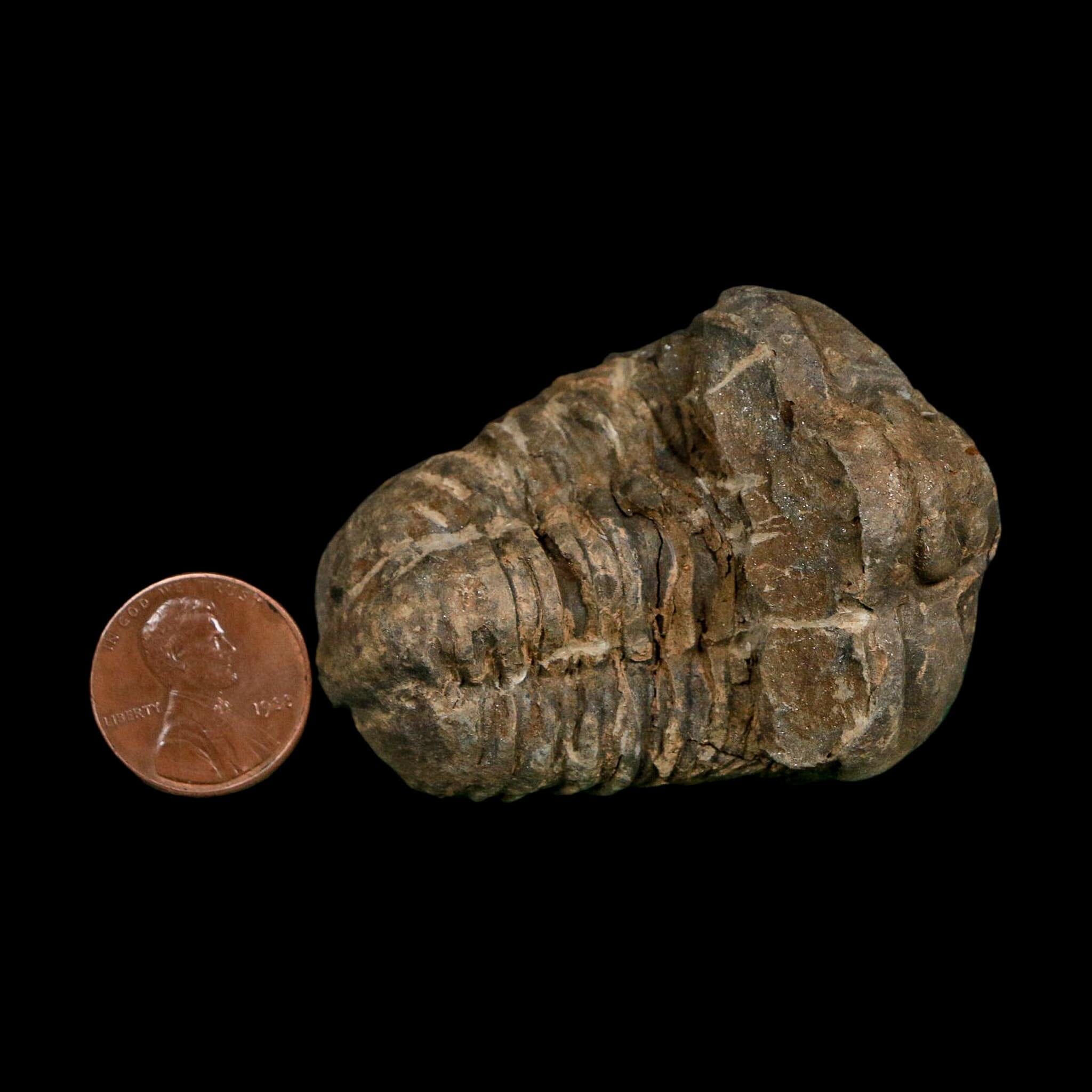 2.3" Flexicalymene Trilobite Fossil Ordovician Age Tazzarine Region Morocco COA - Fossil Age Minerals