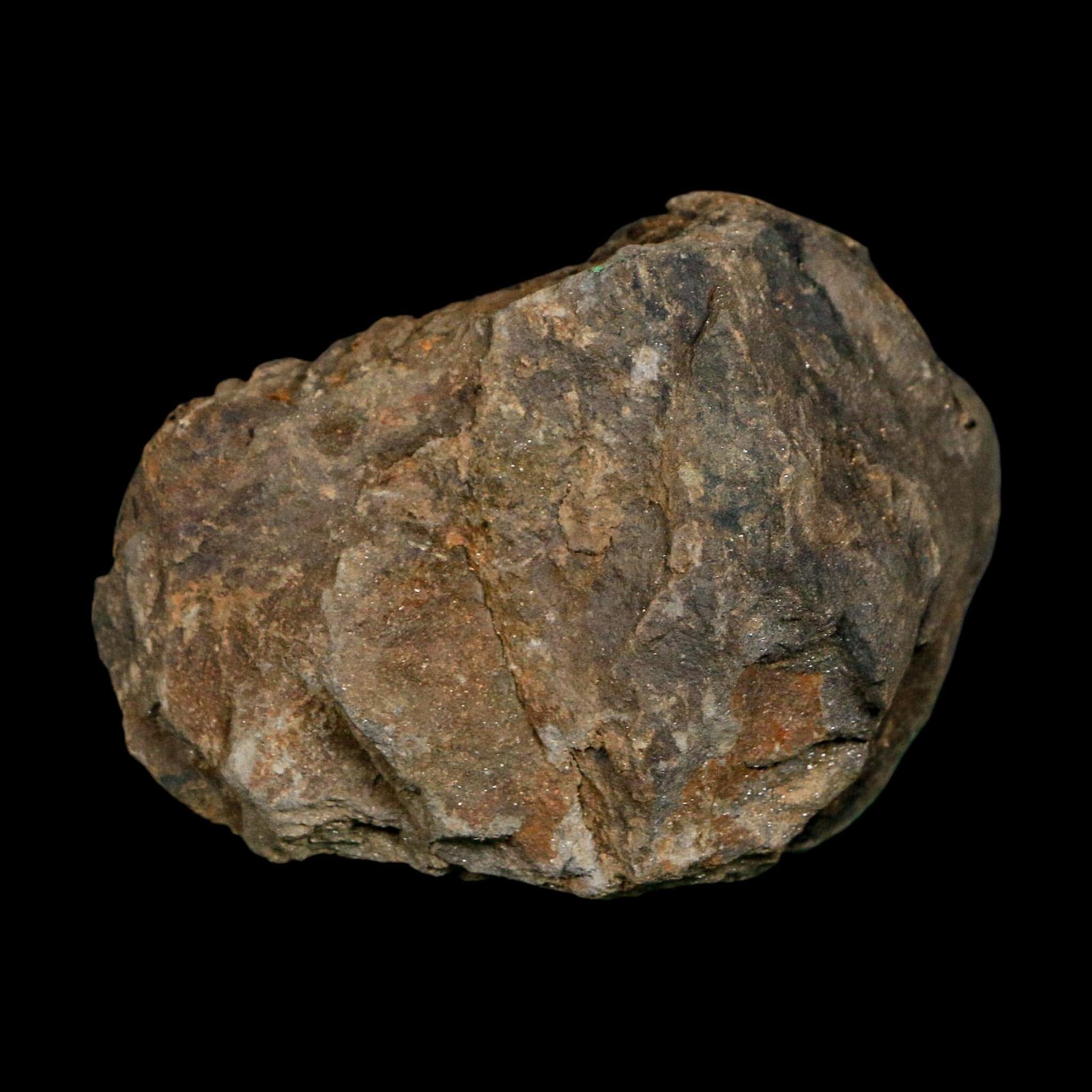 2.3" Flexicalymene Trilobite Fossil Ordovician Age Tazzarine Region Morocco COA - Fossil Age Minerals