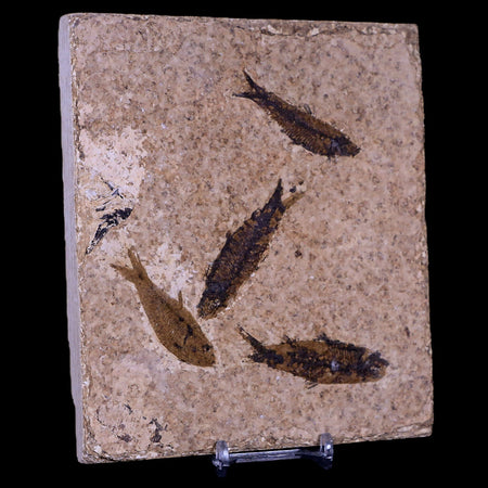 4 Four Knightia Eocaena Fossil Fish Green River FM WY Eocene Age COA & Stand