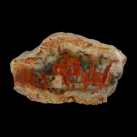 4.4" Dinosaur Coprolite Fossil Polished Slab Specimen Poop Dung Harry Mountain Utah - Fossil Age Minerals