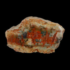 Coprolite Fossils
