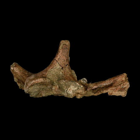 4.4" Pachycephalosaurus Dinosaur Fossil Vertebrae Process Lance Creek FM WY COA