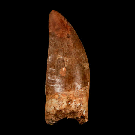 XL 3" Carcharodontosaurus Serrated Fossil Tooth Cretaceous Theropod Dinosaur COA