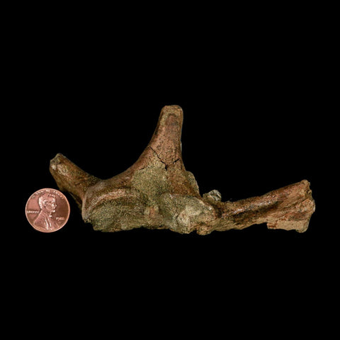 4.4" Pachycephalosaurus Dinosaur Fossil Vertebrae Process Lance Creek FM WY COA