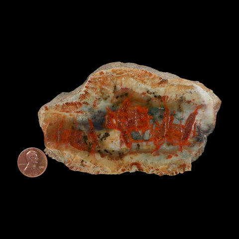 4.4" Dinosaur Coprolite Fossil Polished Slab Specimen Poop Dung Harry Mountain Utah - Fossil Age Minerals