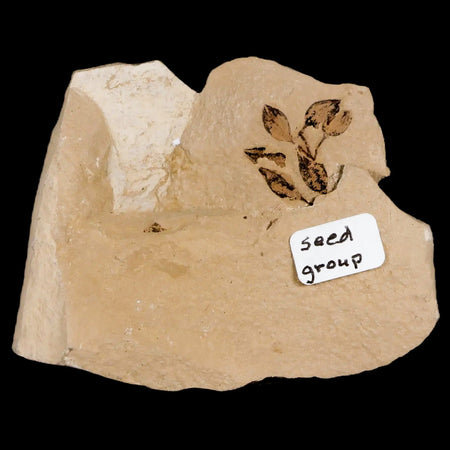 0.6" Detailed Fossil Plant Seed Group Green River FM Uintah County UT Eocene Age