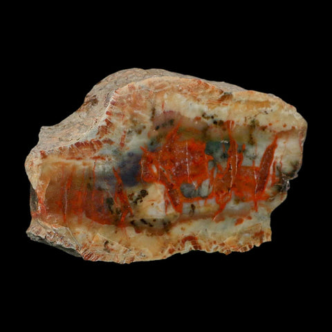 4.4" Dinosaur Coprolite Fossil Polished Slab Specimen Poop Dung Harry Mountain Utah - Fossil Age Minerals