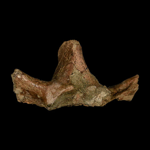 4.4" Pachycephalosaurus Dinosaur Fossil Vertebrae Process Lance Creek FM WY COA