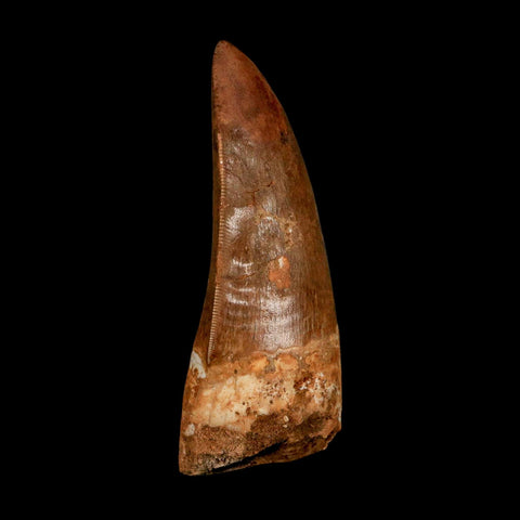 XL 3" Carcharodontosaurus Serrated Fossil Tooth Cretaceous Theropod Dinosaur COA