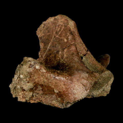 4.4" Pachycephalosaurus Dinosaur Fossil Vertebrae Process Lance Creek FM WY COA