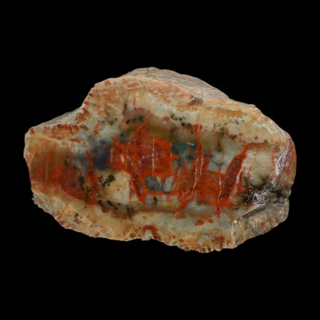 4.4" Dinosaur Coprolite Fossil Polished Slab Specimen Poop Dung Harry Mountain Utah