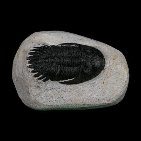 2.2" Metacanthina Issoumourensis Trilobite Fossil Devonian Age 400 Mil Yrs Old COA