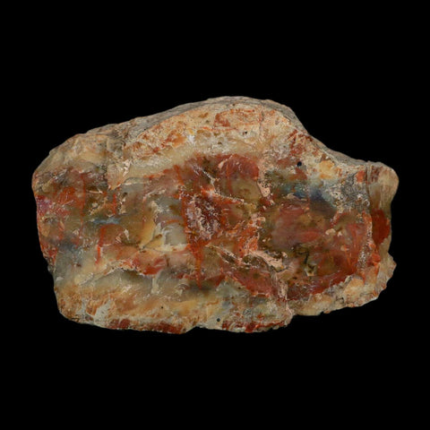 4.4" Dinosaur Coprolite Fossil Polished Slab Specimen Poop Dung Harry Mountain Utah - Fossil Age Minerals