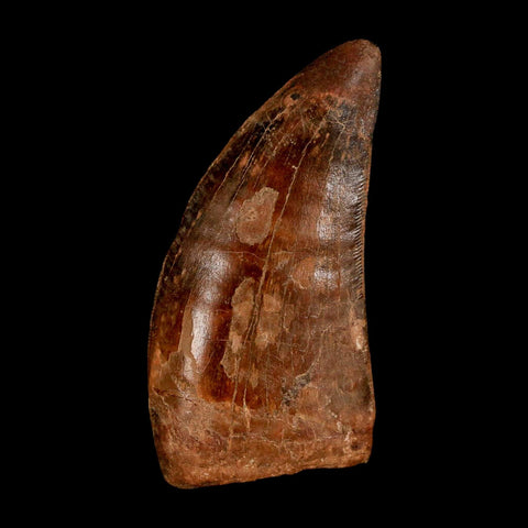 2.3" Carcharodontosaurus Serrated Fossil Tooth Cretaceous Theropod Dinosaur COA