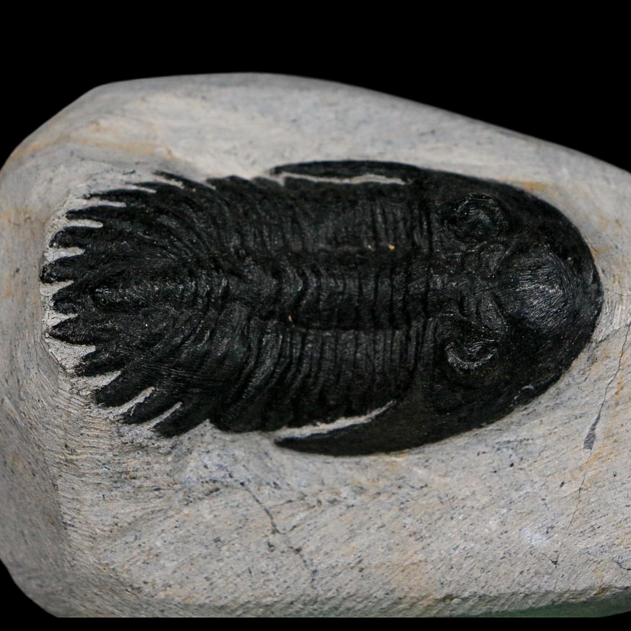 2.2" Metacanthina Issoumourensis Trilobite Fossil Devonian Age 400 Mil Yrs Old COA - Fossil Age Minerals