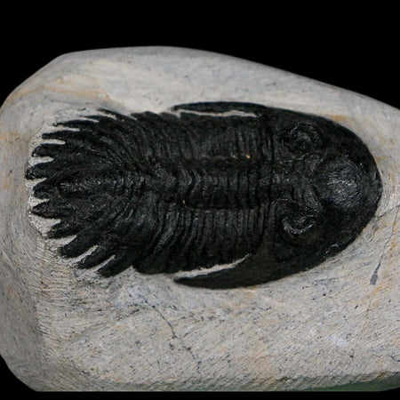 2.2" Metacanthina Issoumourensis Trilobite Fossil Devonian Age 400 Mil Yrs Old COA