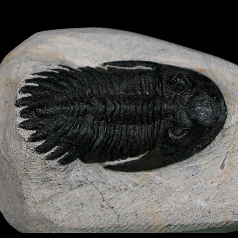 2.2" Metacanthina Issoumourensis Trilobite Fossil Devonian Age 400 Mil Yrs Old COA