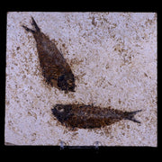 Diplomystus And Knightia Fossil Fish Green River FM WY Eocene Age COA, Stand