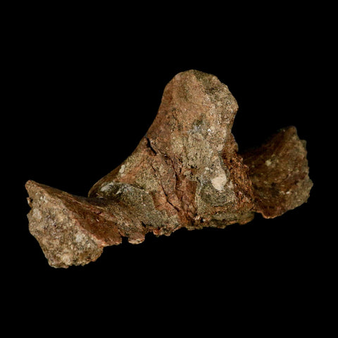 4.4" Pachycephalosaurus Dinosaur Fossil Vertebrae Process Lance Creek FM WY COA