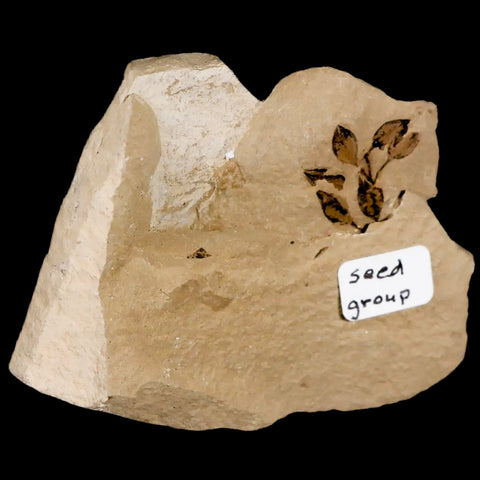 0.6" Detailed Fossil Plant Seed Group Green River FM Uintah County UT Eocene Age - Fossil Age Minerals