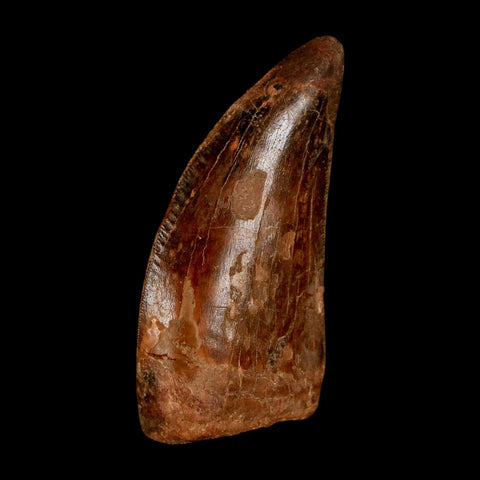2.3" Carcharodontosaurus Serrated Fossil Tooth Cretaceous Theropod Dinosaur COA