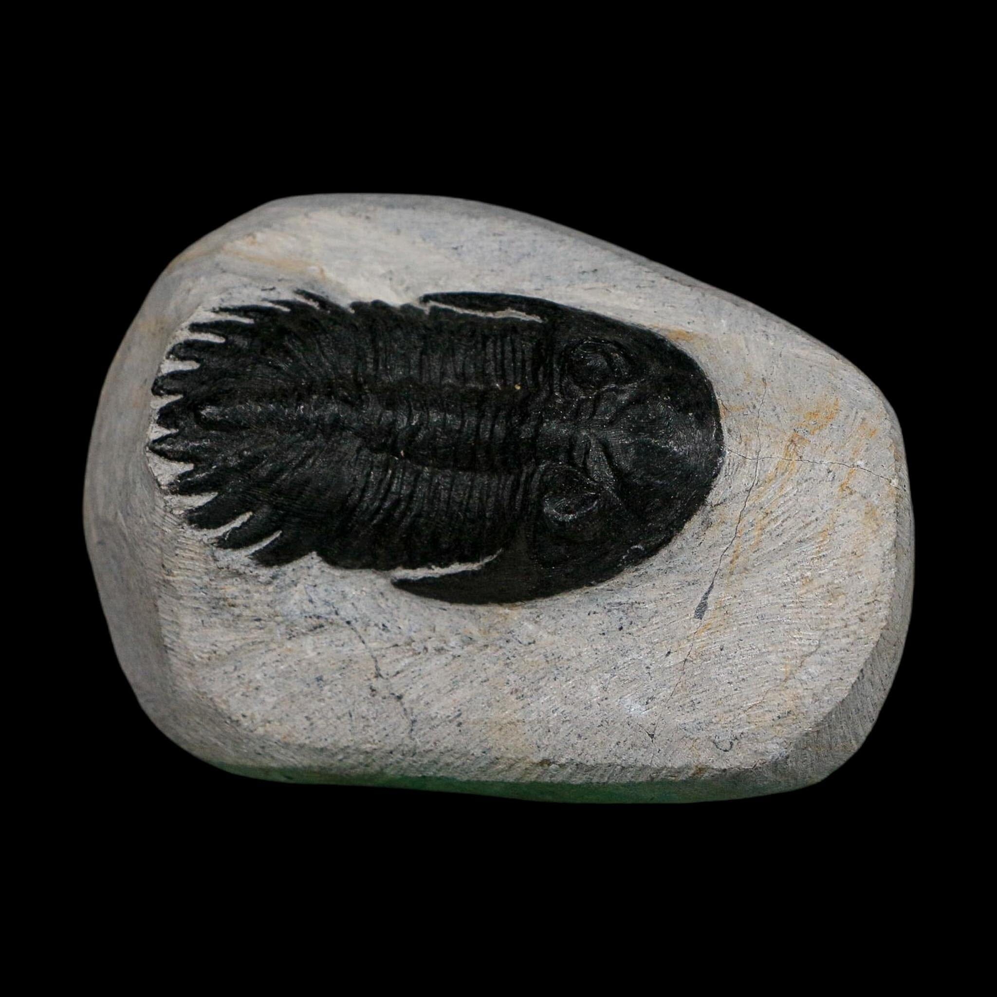 2.2" Metacanthina Issoumourensis Trilobite Fossil Devonian Age 400 Mil Yrs Old COA - Fossil Age Minerals