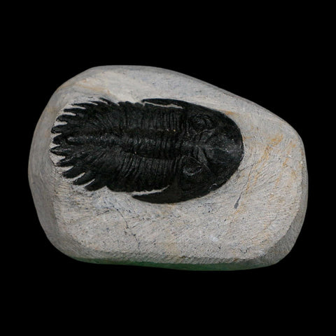 2.2" Metacanthina Issoumourensis Trilobite Fossil Devonian Age 400 Mil Yrs Old COA